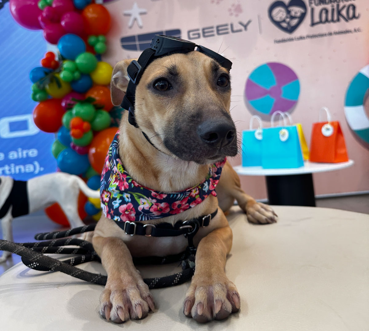 Geely donará 1.3 toneladas de alimento a los caninos de México