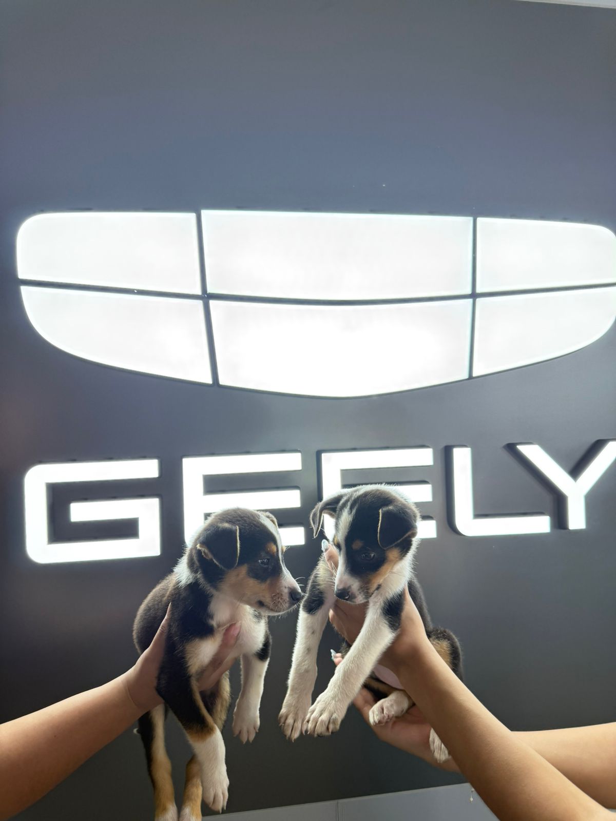 Geely donará más de 2 toneladas de alimento a refugios de animales